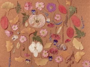 fleurs pressees herbier