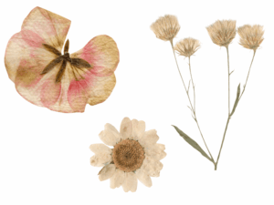 fleurs sechees presse